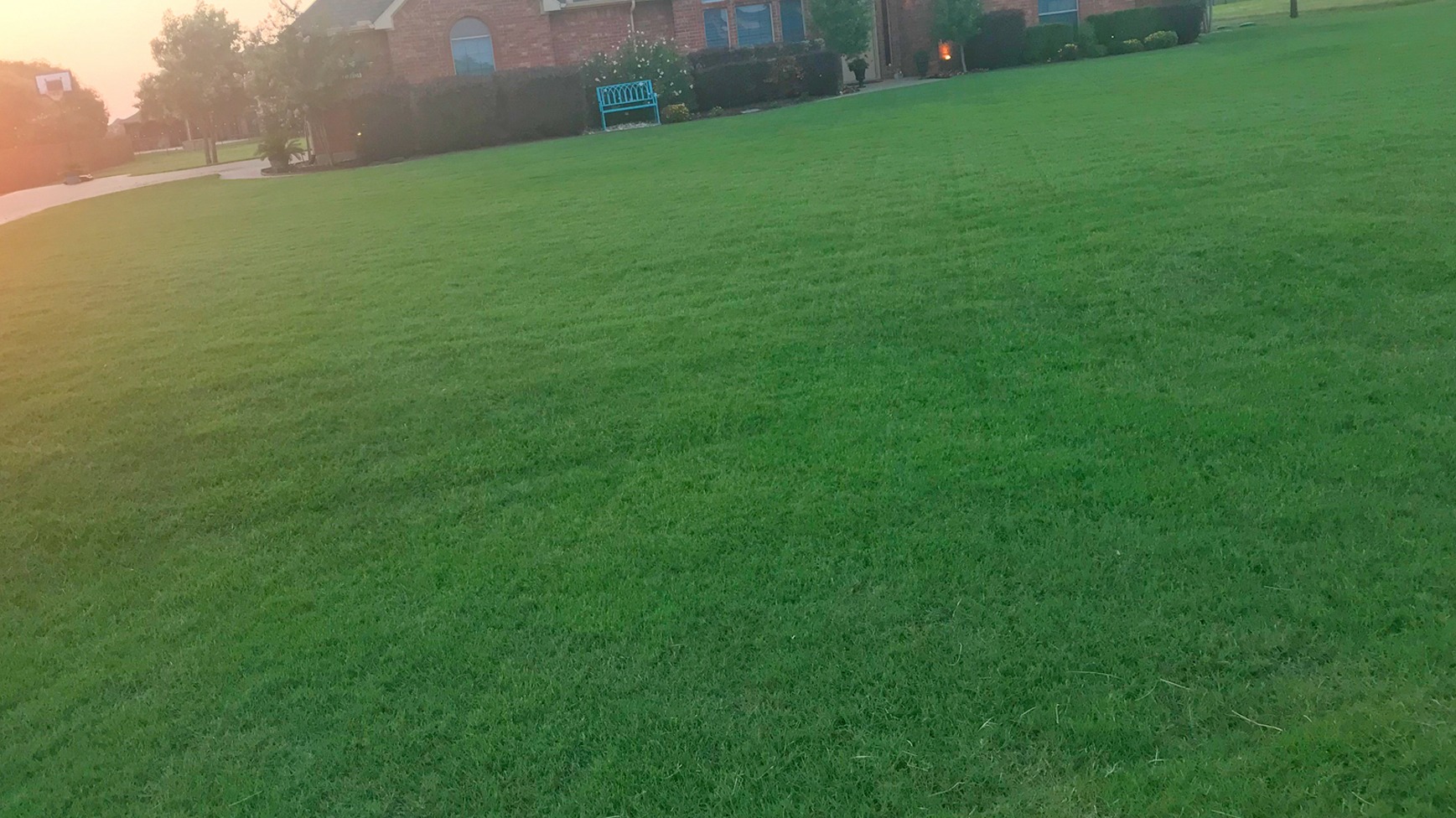 Close view of healthy Bermuda grass